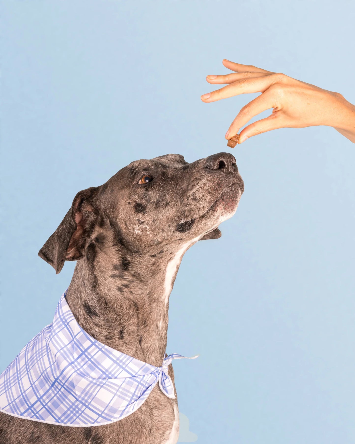 Dog Is Human Multivitamine