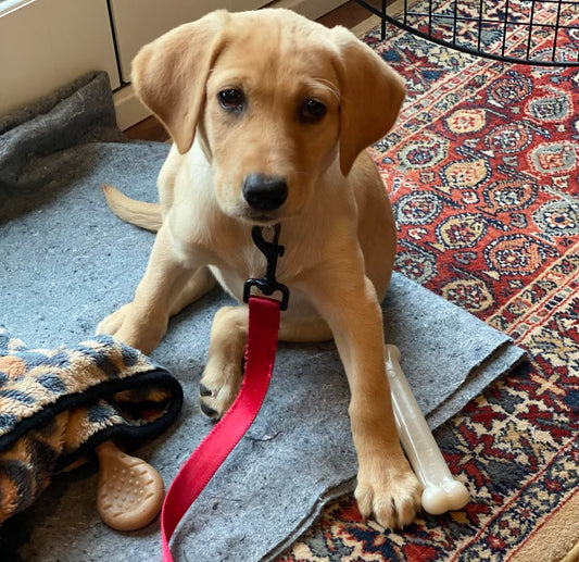 Read about how Jason finally stopped his dog from jumping to the front seat