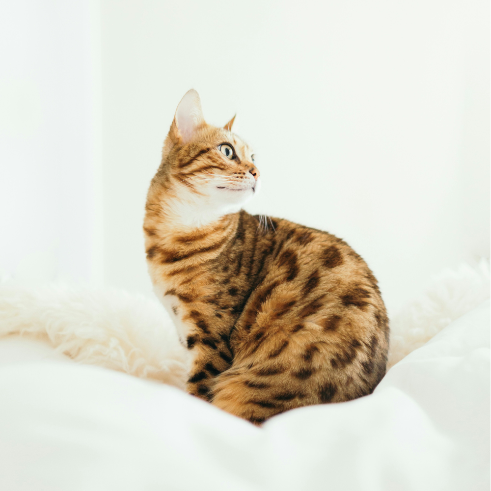 Cats