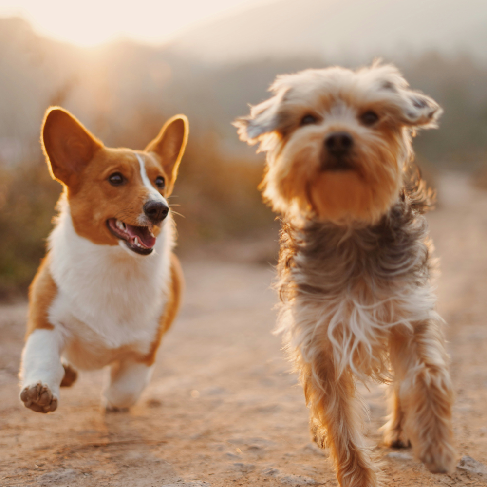 Dogs