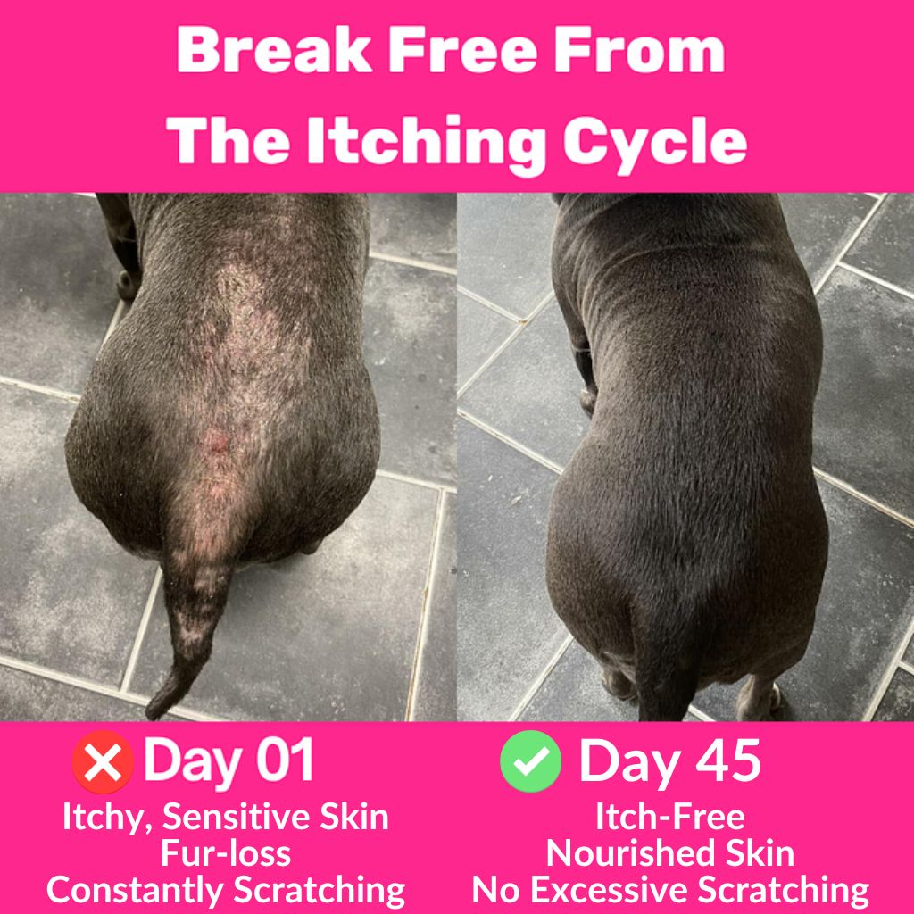 All-Itch & Immunity Treats