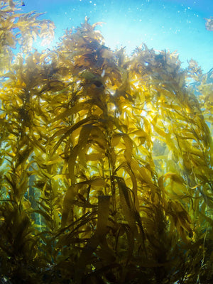 Organic Kelp