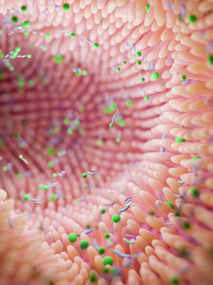 Oral Health Postbiotic